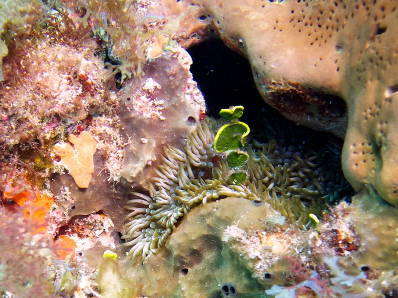 Branched Anemone IMG_3253.jpg